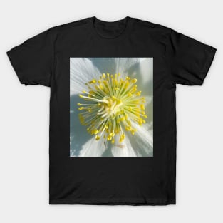 White Hellebore Burst T-Shirt